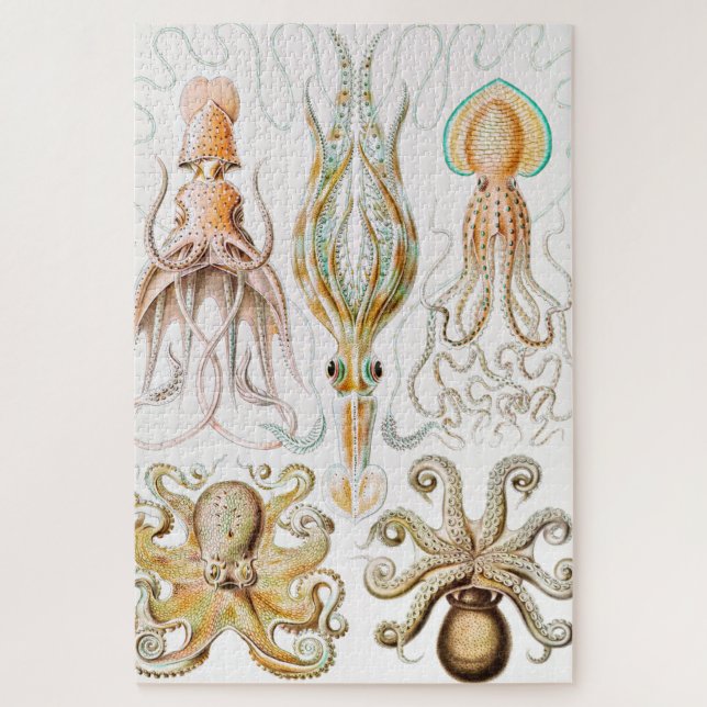 Puzzle Calamar del pulpo, Gamochonia por Ernst Haeckel (Vertical)