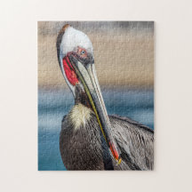 California Brown Pelican, foto Bella Artes,