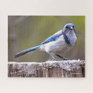 Puzzle California Scrub Jay Songbird sobre Treestump