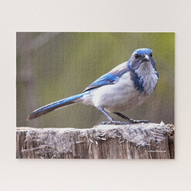 Puzzle California Scrub Jay Songbird sobre Treestump (Horizontal)