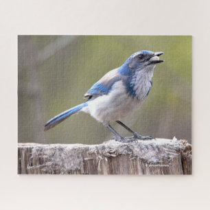 Puzzle California Scrub Jay Songbird sobre Treestump