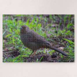 Puzzle California Towhee