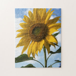 Puzzle California, Un Girasol Gigante (Helianthus) 4