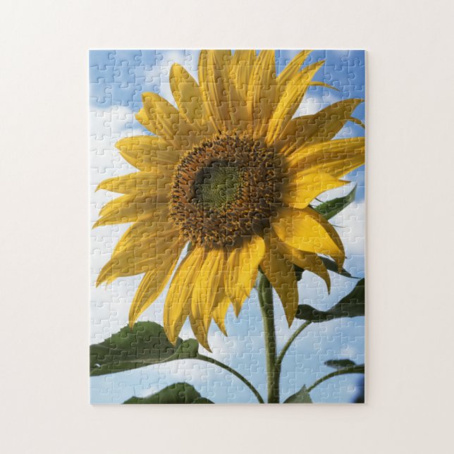 Puzzle California, Un Girasol Gigante (Helianthus) 4 (Vertical)