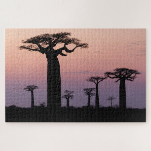 Puzzle Callejón de Baobabs, Madagascar, Morondava, África