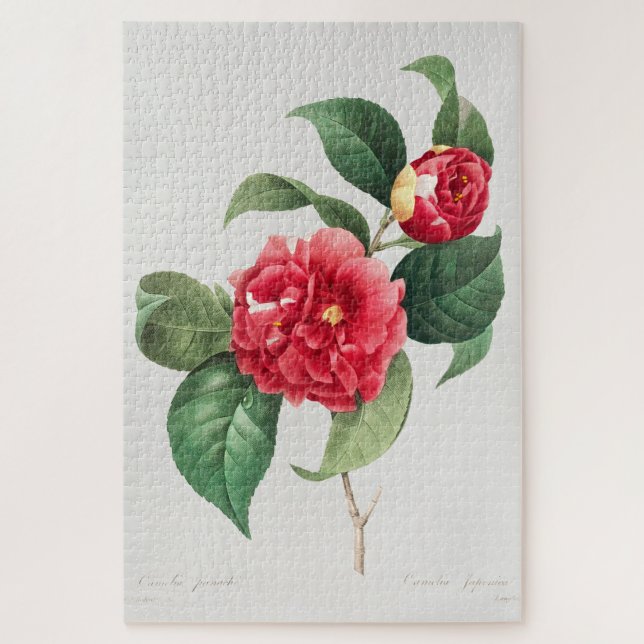 Puzzle Camelia Variada, Pierre-Joseph Redouté, 1833 (Vertical)