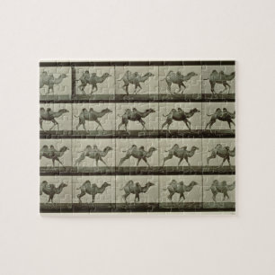 Puzzle Camello, placa de la "locomoción animal", 1887