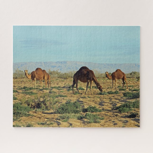 Puzzle Camellos, Túnez 520 piezas (Horizontal)