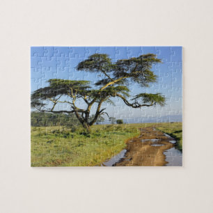 Puzzle Camino de tierra primitivo y árbol de acacia, Lago