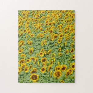Puzzle Campo amarillo del girasol