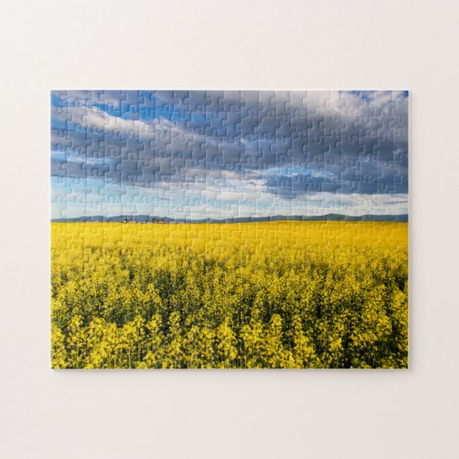 Puzzle Campo de canola a última luz de la tarde (Horizontal)