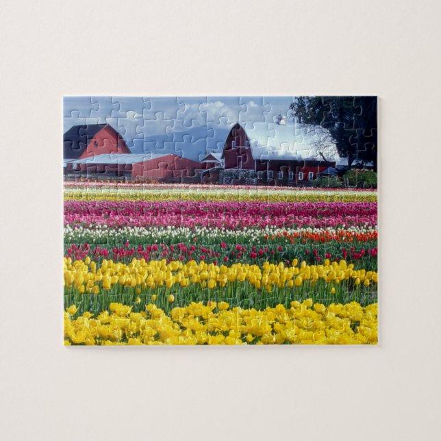 Puzzle Campo de exhibición de tulipanes (Horizontal)