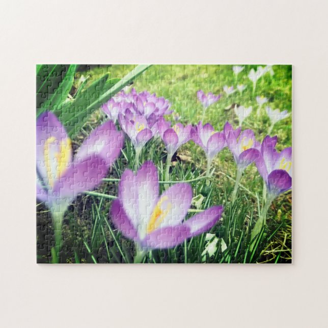 Puzzle Campo de flores moradas Crocus fllower Lilac (Horizontal)