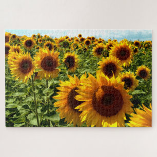 Puzzle Campo de girasol
