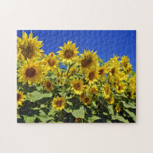 Puzzle Campo de girasoles
