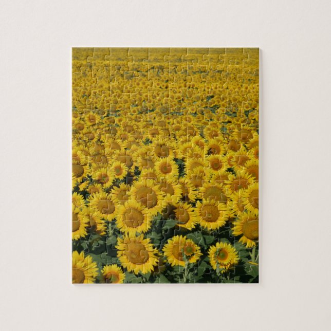 Puzzle Campo de girasoles (Vertical)