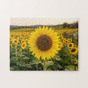 Puzzle Campo de Girasoles