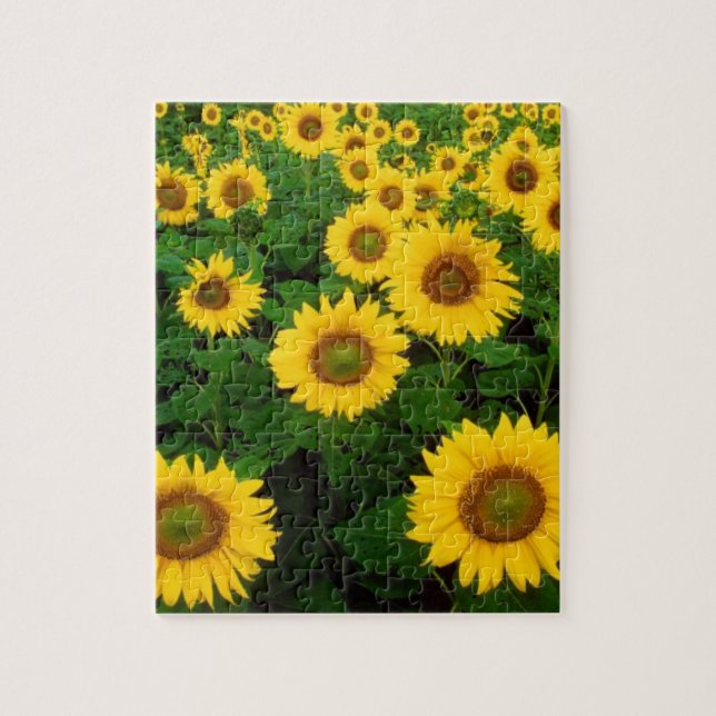 Puzzle Campo de girasoles (Vertical)