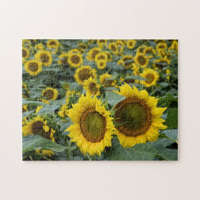 Puzzle Campo de girasoles - 11x14 pulgadas (Horizontal)