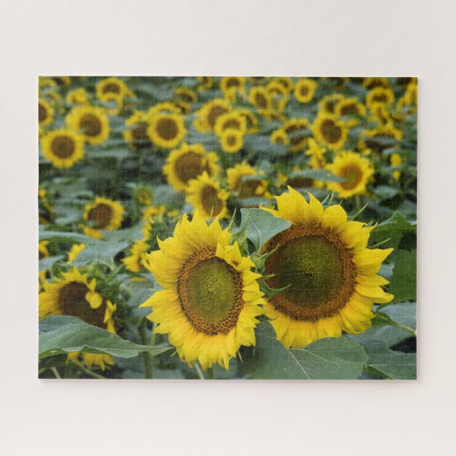 Puzzle Campo de girasoles - 16 x 20 pulgadas (Horizontal)
