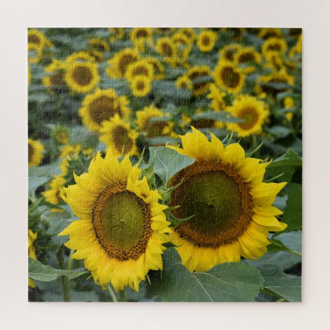Puzzle Campo de girasoles - 20 x 20 pulgadas (Vertical)