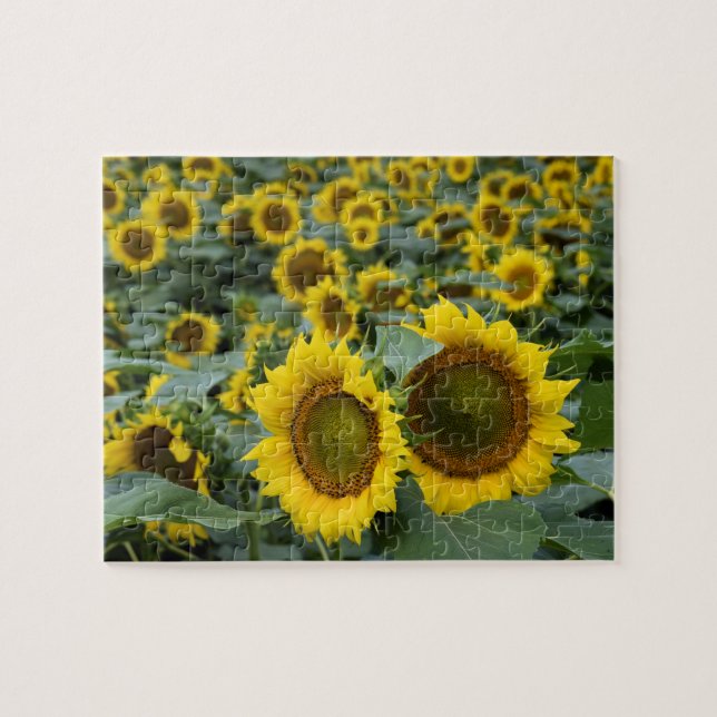 Puzzle Campo de girasoles - 8 x 10 pulgadas (Horizontal)
