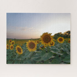 Puzzle Campo de girasoles al atardecer