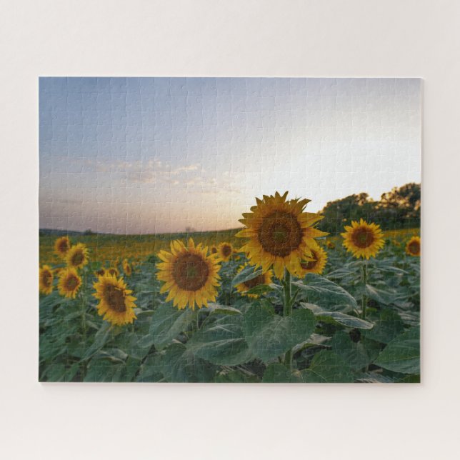 Puzzle Campo de girasoles al atardecer (Horizontal)