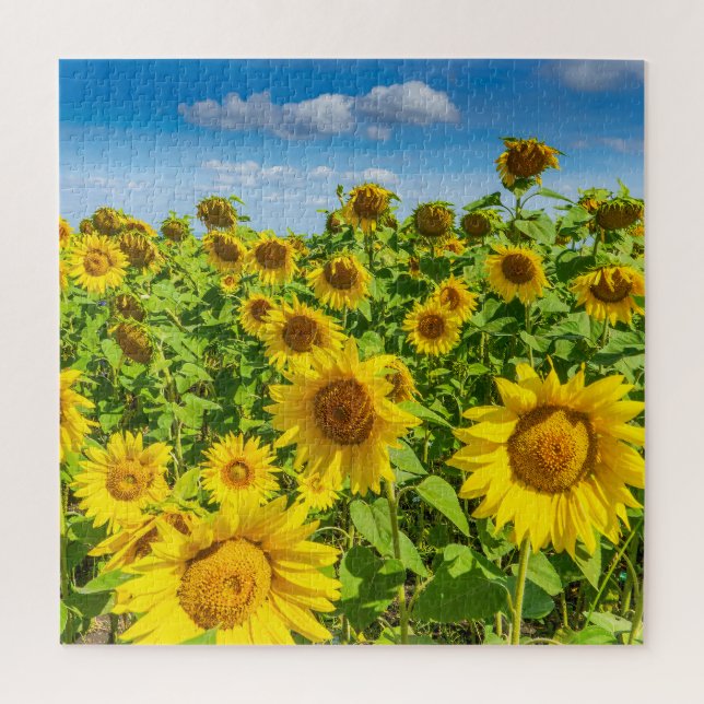 Puzzle Campo de girasoles, día soleado de verano. (Vertical)