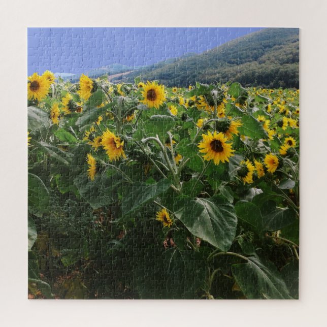 Puzzle Campo de girasoles en el sur de Francia (Vertical)