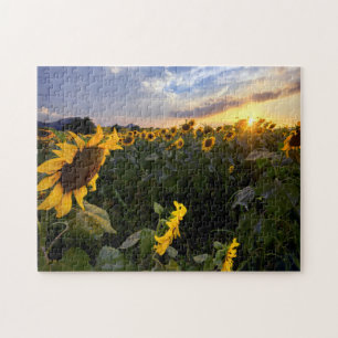 Puzzle Campo de girasoles florecientes