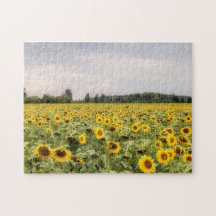 Campo de girasoles foto