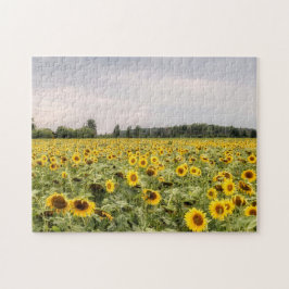 Puzzle Campo de girasoles foto