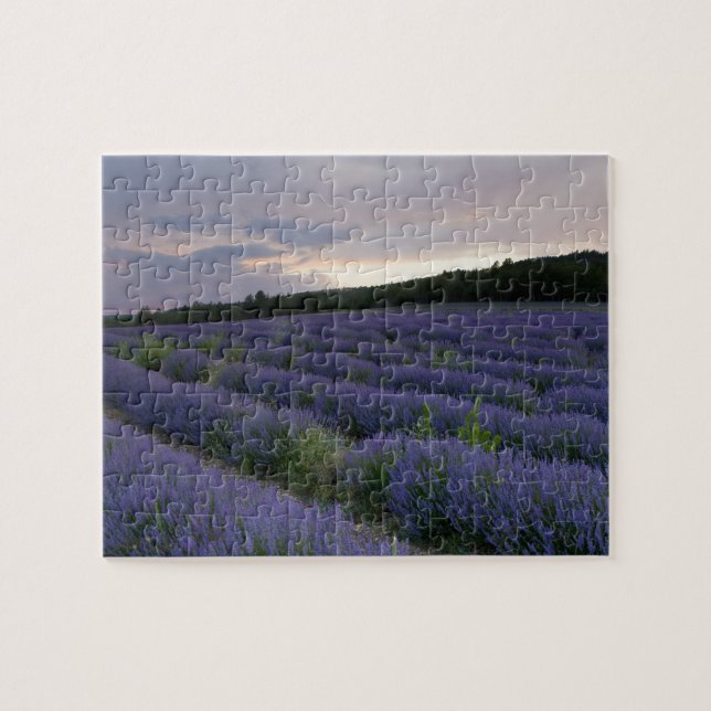 Puzzle Campo de la lavanda en la puesta del sol (Horizontal)