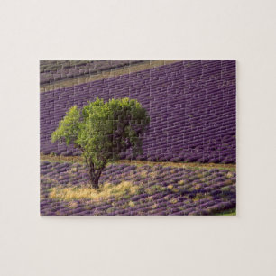 Puzzle Campo de lavanda en Alta Provenza, Francia