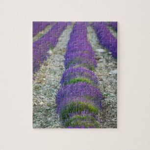 Puzzle Campo de lavanda, Provenza, Francia