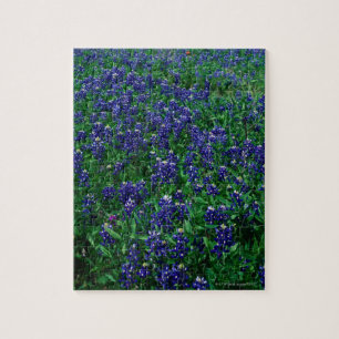 Puzzle Campo de los Bluebonnets de Tejas