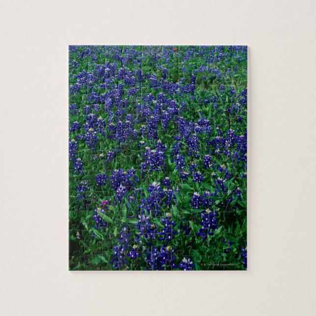 Puzzle Campo de los Bluebonnets de Tejas (Vertical)