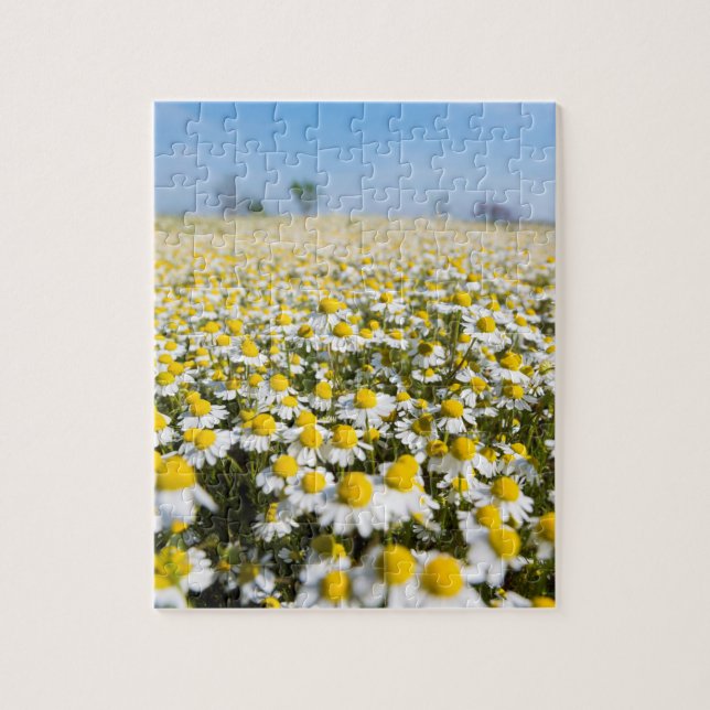 Puzzle Campo de manzanilla, Hungría (Vertical)