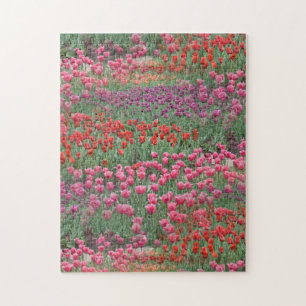 Puzzle Campo De Tulipanes