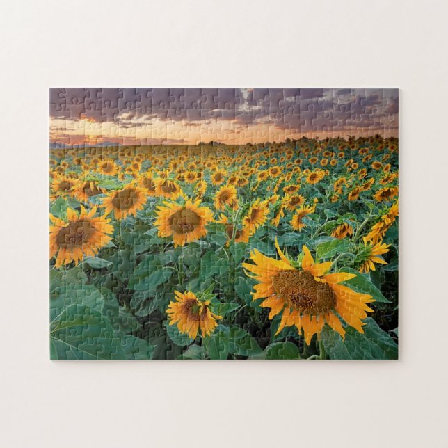 Puzzle Campo del girasol en Longmont, Colorado (Horizontal)