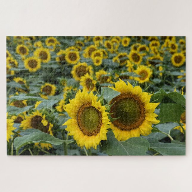 Puzzle Campos de girasoles - 20x30 pulgadas (Horizontal)