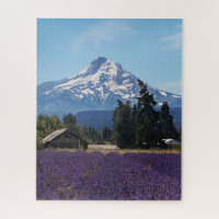 Campos de Lavanda del capó Mt
