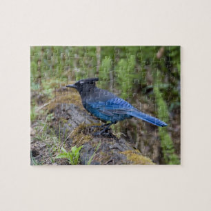 Puzzle Canadá: British Columbia, Yoho NP, Stellar jay,