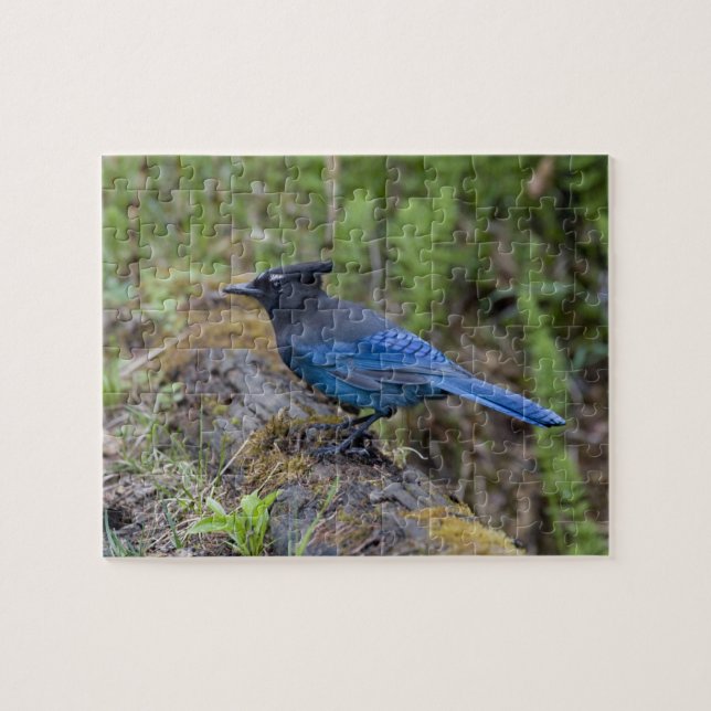 Puzzle Canadá: British Columbia, Yoho NP, Stellar jay, (Horizontal)