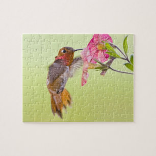 Puzzle Canadá, Columbia Británica, Colibrí Rufo