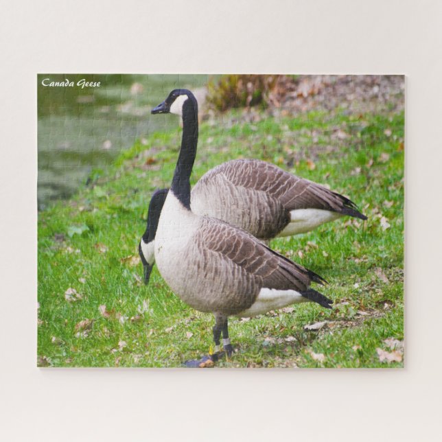 Puzzle Canada Goose (Horizontal)
