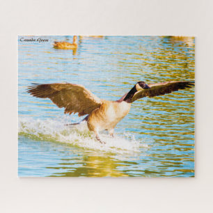 Puzzle Canada Goose