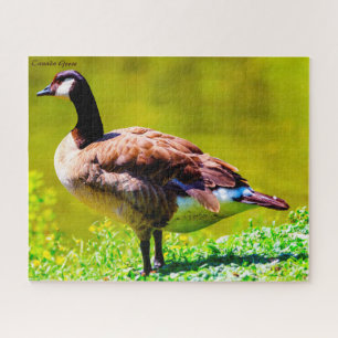Puzzle Canada Goose