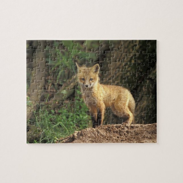 Puzzle Canción de zorro rojo frente al den (Vulpes vulpes (Horizontal)